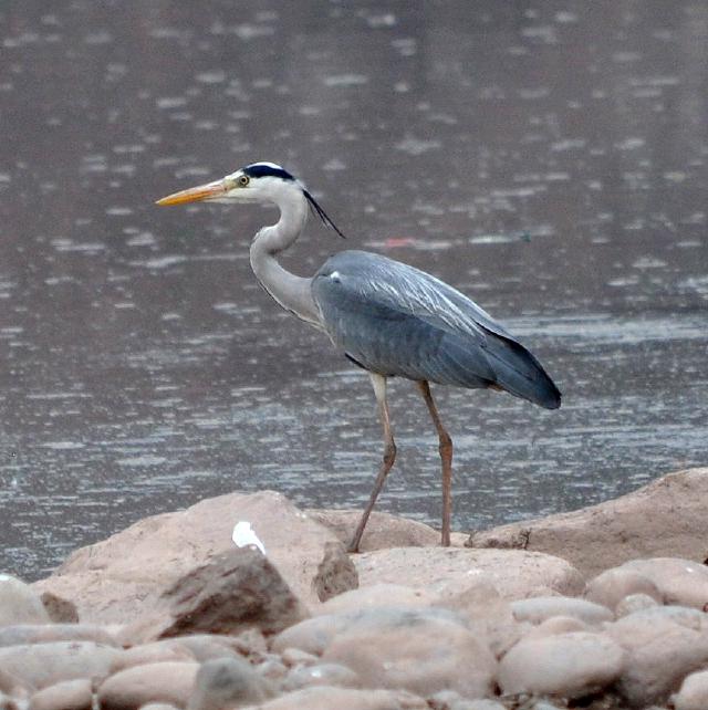 grey heron